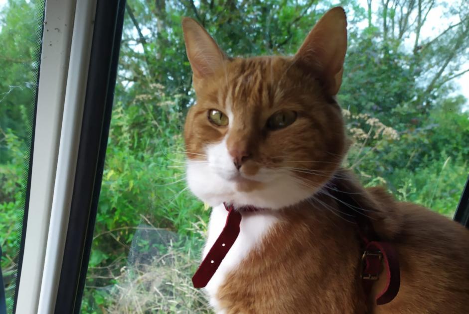 Disappearance alert Cat  Male , 4 years Romanswiller France